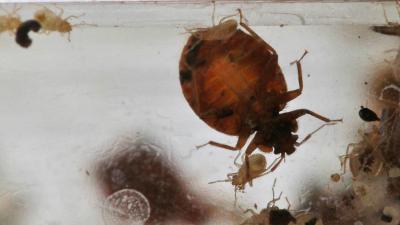 OK, Who Tried To Infest This Pennsylvania Walmart With Bed Bugs?