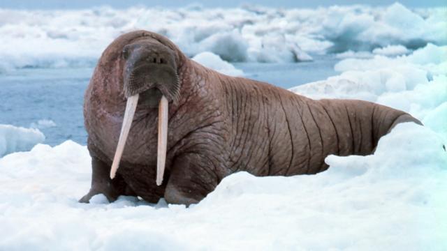 Over-Hunting Walruses Likely Forced Vikings To Abandon Greenland