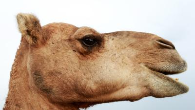 The Latest Victims Of Australia’s Record Drought: 10,000 Feral Camels