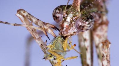 New Species Of Praying Mantis Impales Its Prey On Barbed Spikes