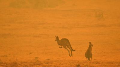 An Estimated 1.25 Billion Animals Have Perished In Australia’s Bushfires