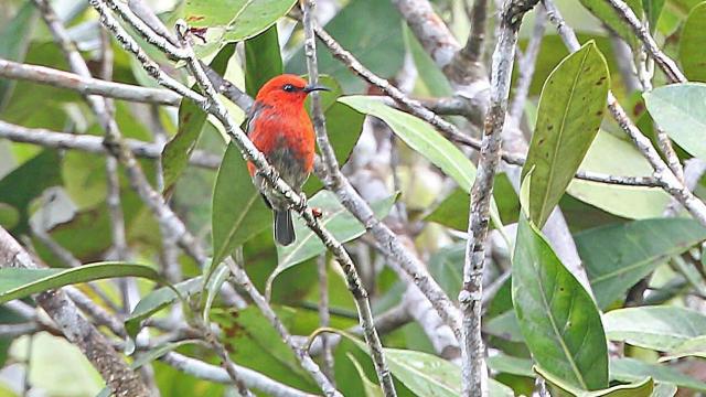 Scientists Describe Trove Of New Bird Species On Indonesian Islands