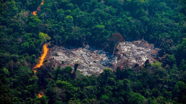 The Number Of Fires In The Amazon Rainforest Spiked In 2019