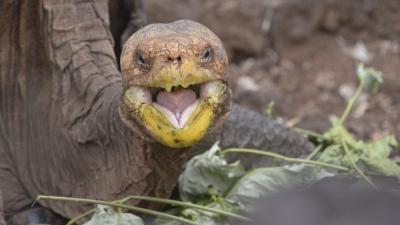 After Saving A Species Through Sheer Horniness, This Tortoise Is Heading Home