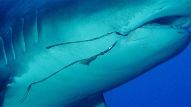 Fish Hooks Are Injuring A Shocking Number Of Sharks