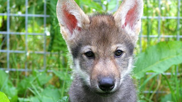 Surprising Experiment Suggests Wolf Puppies Can Play Fetch