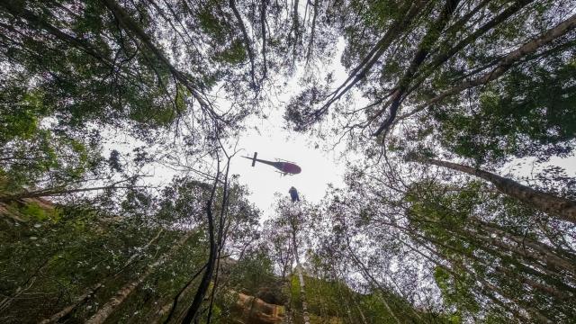 Firefighters Save Australia’s Endangered ‘Dinosaur Trees’ From Raging Bushfires