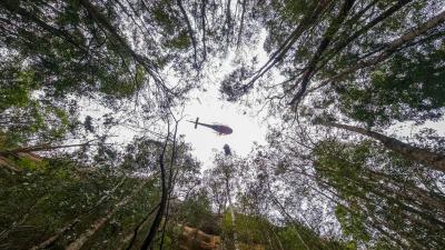 Firefighters Save Australia’s Endangered ‘Dinosaur Trees’ From Raging Bushfires