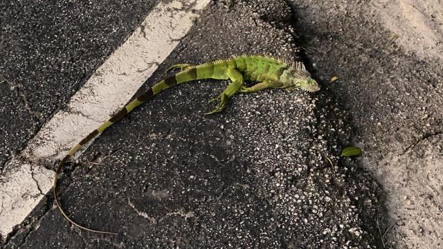 It’s So Cold In Florida, Iguanas Are Falling From The Sky