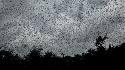 A Massive Locust Swarm Poses An ‘Unprecedented Threat’ To East Africa