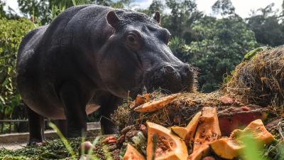 Pablo Escobar’s Horny Hippos Won’t Stop Shitting All Over Columbia