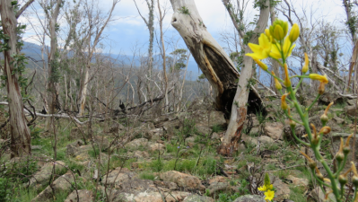 Native Plants Can Flourish After Bushfire, But There’s Only So Much Hardship They Can Take