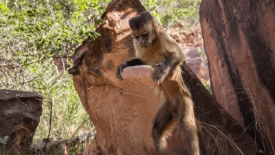 Monkeys Smashing Nuts With Stones Hint At How Human Tool Use Evolved