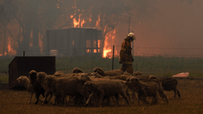 How Bushfire Smoke Affects Pets And Other Animals