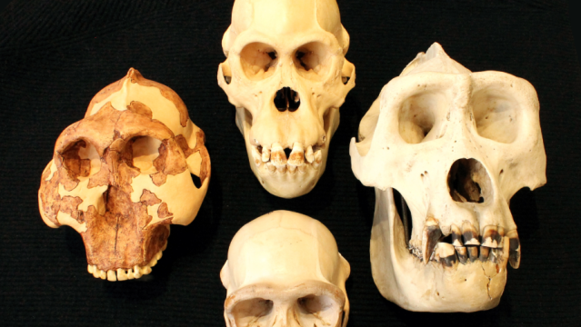 How Smart Were Our Ancestors? The Answer Isnâ€™t In Brain Size, But Blood Flow