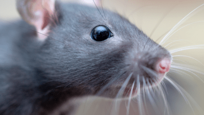 How We Found A Special Maths Equation Hidden In Rat Whiskers