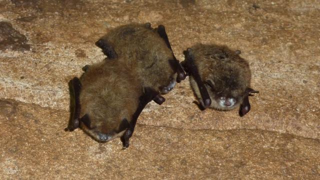 Australiaâ€™s Threatened Bats Need Protection From A Silent Killer: White-Nose Syndrome