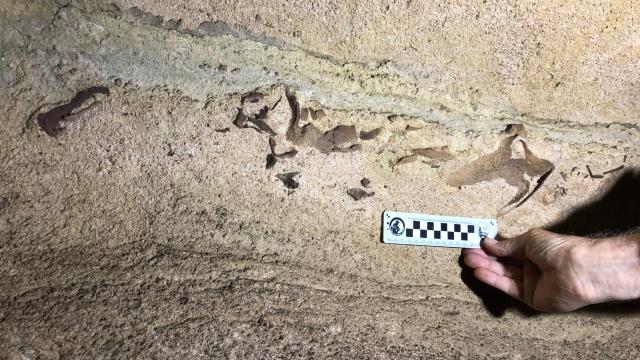 Jaw Of 330-Million-Year-Old Shark Found In Kentucky Cave