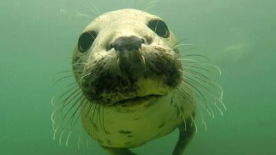 Wild Grey Seals Clap Their Flippers Underwater To Communicate, New Research Suggests