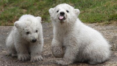 Climate Change Is Making It Harder For Polar Bears To Raise Babies