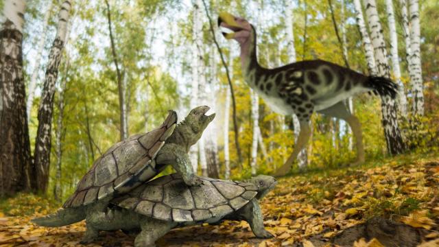 ‘Bizarre’ Land Turtle Somehow Survived Mass Extinction That Killed The Dinosaurs