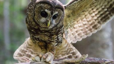 California Is On The Brink Of An Owl War