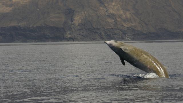 Beaked Whales Use Coordinated Stealth Mode To Evade Killer Orcas