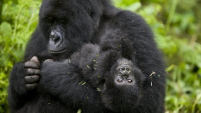 Four Endangered Gorillas Killed By Lightning Strike In Bizarre Accident