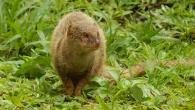 Mongooses Stink Less, Have Bigger Balls After Invading Islands