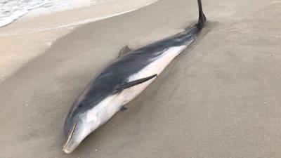 NOAA Offers $20,000 Reward For Info On Sickos Who Stabbed, Shot Two Dolphins In Florida