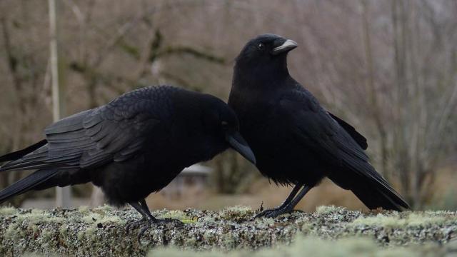 These Crows Evolved Into A New Species, Boned The Old Species Too Much, Now Back Where They Started