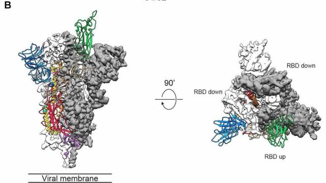 Scientists Create Atomic-Level Image Of The New Coronavirus’ Potential Achilles Heel