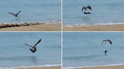 Researchers See Eagle Torturing Bat By Repeatedly Dropping It In The Ocean