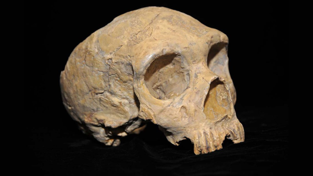 Study Suggests Early Humans Had Even More Interspecies Sex