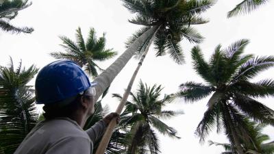 Coconut Oil Could Be The Next Disastrous Biofuel
