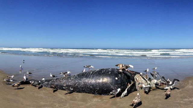 Solar Storms Could Confuse Whales And Cause Mass Strandings