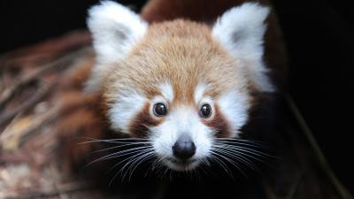 Red Pandas Might Actually Be Two Species