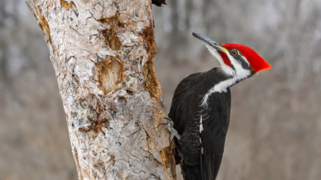How Do Woodpeckers Avoid Brain Injury?