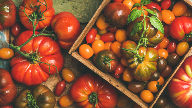 Scientists Figured Out Why Beefsteak Tomatoes are So Huge - Modern Farmer