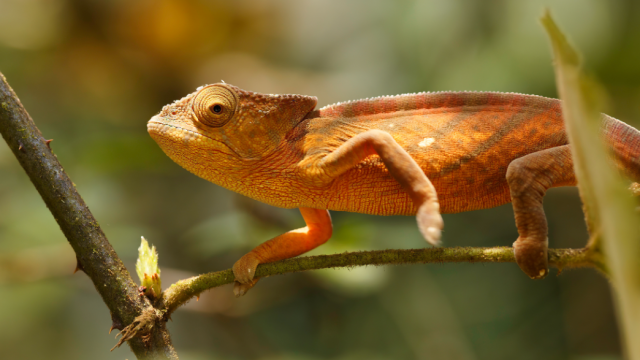 Kenyan Fossil Shows Chameleons May Have â€˜Raftedâ€™ From Mainland Africa To Madagascar