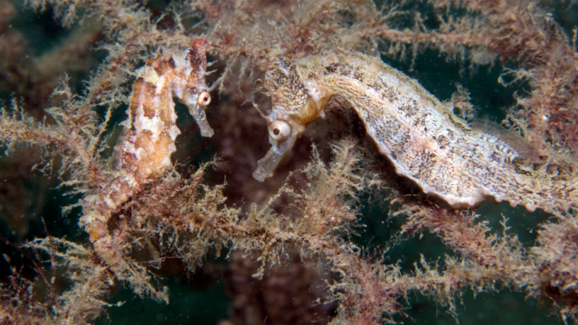 To Save These Threatened Seahorses, We Built Them 5-Star Underwater Hotels