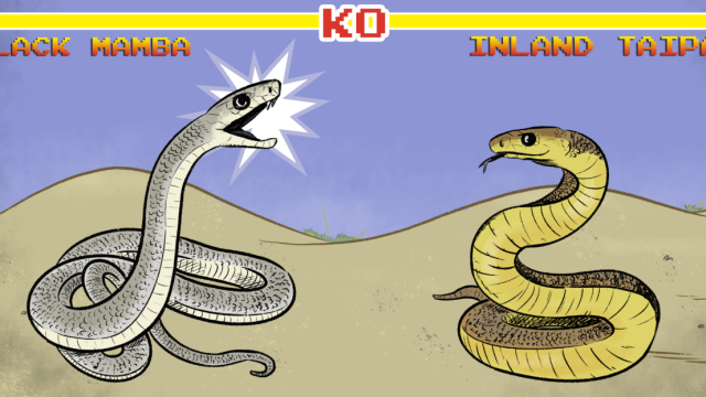 Which Would Win In A Fight Between The Black Mamba And The Inland Taipan?