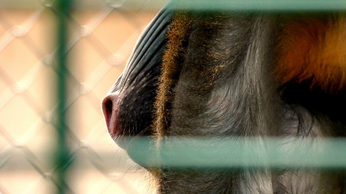 Close-Up Of baboon In Cage