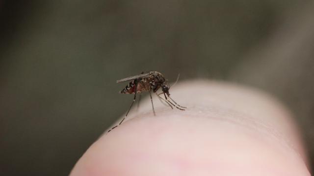 Can Mosquitoes Spread Coronavirus?