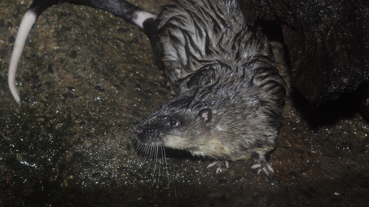 GOLDEN-BELLIED WATER RAT (HYDROMYS CHRYSOGASTER), VICTORIA, AUSTRALIA. (Photo by JOUAN/RIUS/Gamma-Rapho via Getty Images)