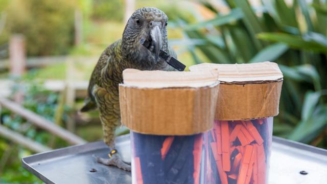 These Clever Parrots Can Understand Probability