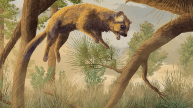 Prehistoric ‘Cat’ Skull Actually Belonged To An Ancestor Of Modern Wolverines