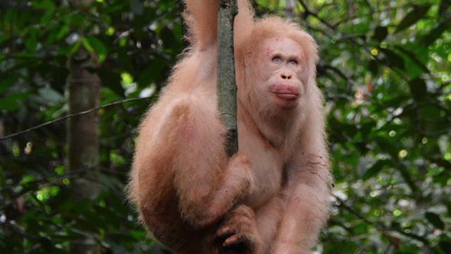 A Year After Returning To The Jungle, Alba The Albino Orangutan Is Alive And Well