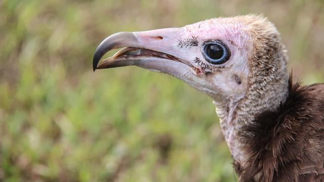Preventing the Killing of Critically Endangered Vultures in West