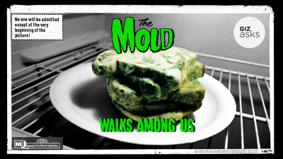 Is Mould Dangerous?